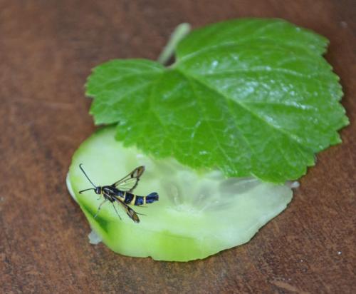 Стеклянница на смородине: как бороться с садовым вредителем