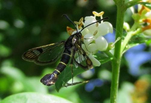 Стеклянница на смородине: как бороться с садовым вредителем