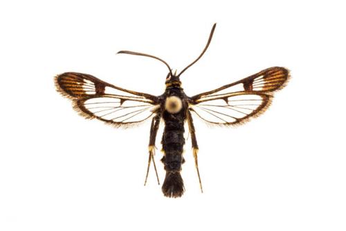 Стеклянница на смородине: как бороться с садовым вредителем