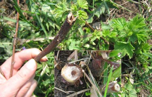 Стеклянница на смородине: как бороться с садовым вредителем