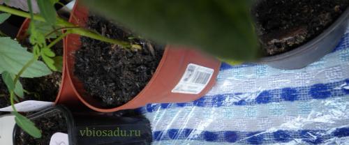 Обзоры методов автополива комнатных растений своими руками. Капиллярный полив своими руками, полив на ткани 01 Обзоры методов автополива комнатных растений своими руками. Капиллярный полив своими руками, полив на ткани 01