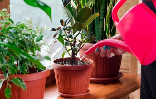 Способы полива комнатных растений. Как правильно поливать комнатные цветы: автополив своими руками
