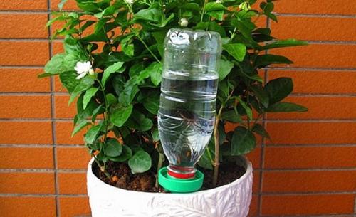 Поливалка для комнатных цветов. Как поливать цветы во время отпуска или длительного отсутствия