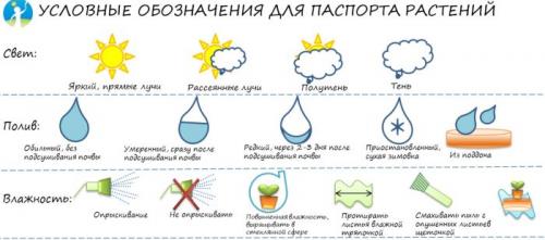 Способы полива комнатных растений. Как правильно поливать комнатные цветы: автополив своими руками