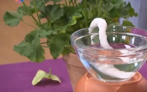 Поливалка для комнатных цветов. Как поливать цветы во время отпуска или длительного отсутствия