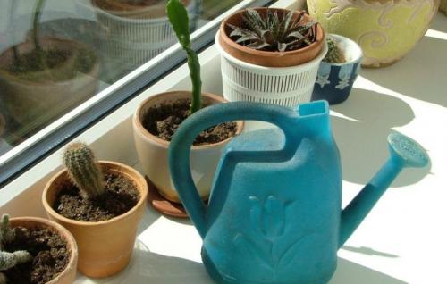 Способы полива комнатных растений. Как правильно поливать комнатные цветы: автополив своими руками