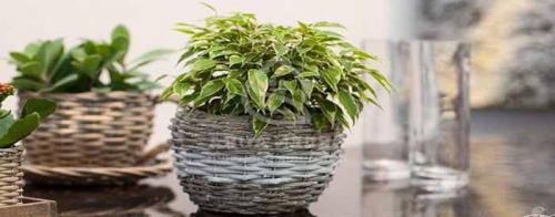 Поливалка для комнатных цветов. Как поливать цветы во время отпуска или длительного отсутствия