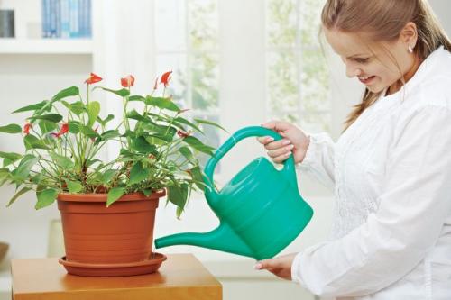 Способы полива комнатных растений. Как правильно поливать комнатные цветы: автополив своими руками