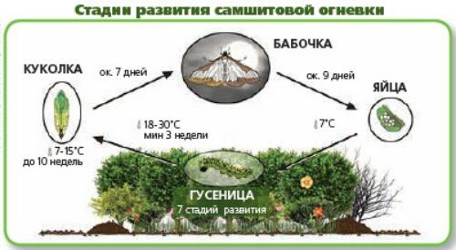 Как обрезать самшит после огневки. Самшитовая огневка: как с ней бороться