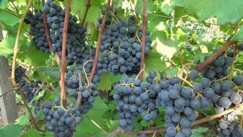 Препарат для вызревания лозы. Сроки вызревания лозы винограда по сортам, как ускорить процесс и чем обработать растение