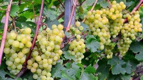 Как ускорить вызревание лозы винограда. Можно ли ускорить созревание винограда в августе и как это сделать
