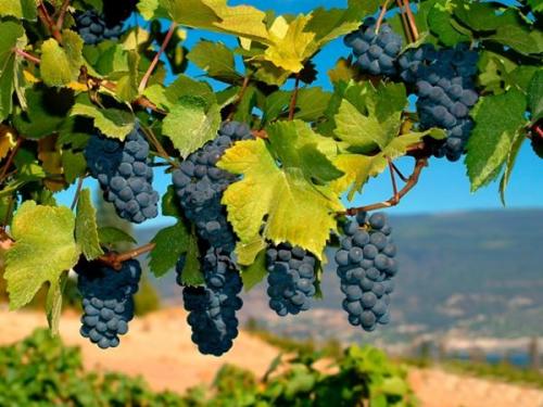 Препарат для вызревания лозы. Сроки вызревания лозы винограда по сортам, как ускорить процесс и чем обработать растение