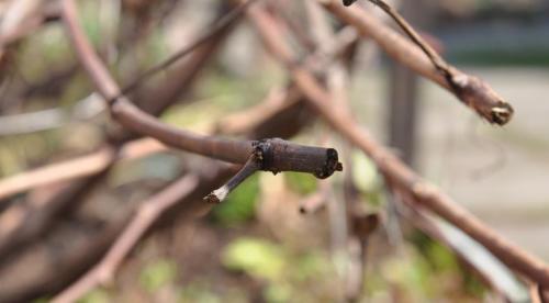 Рассказываю, как помочь вызреванию лозы винограда. Видео: нормировка 3-летнего куста гроздями 06 Рассказываю, как помочь вызреванию лозы винограда. Видео: нормировка 3-летнего куста гроздями 06