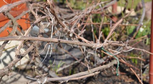 Рассказываю, как помочь вызреванию лозы винограда. Видео: нормировка 3-летнего куста гроздями 05 Рассказываю, как помочь вызреванию лозы винограда. Видео: нормировка 3-летнего куста гроздями 05