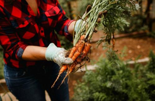 Можно ли хранить морковь вместе с другими овощами. Почему свёклу нельзя хранить с морковью, но можно с картофелем: правила хранения овощей