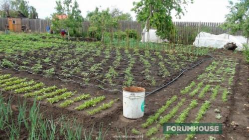 Система полива на даче. Капельный полив: капельницы, спринклеры, микроразбрызгиватели