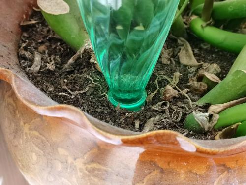 Автополив своими руками для комнатных растений. Как сделать автополив для комнатных растений: 9 эффективных способов