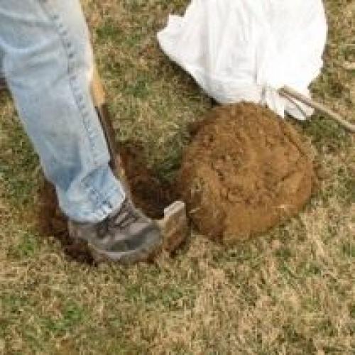 Какие особенности посадки груши в 2024 году отличаются от предыдущих лет. Выбор места и посадка груши