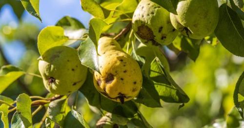 Какие сорта груши лучше выбрать для посадки в 2021 году