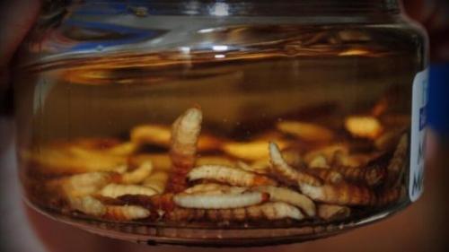 В каких случаях можно использовать настойку пчелиной огневки