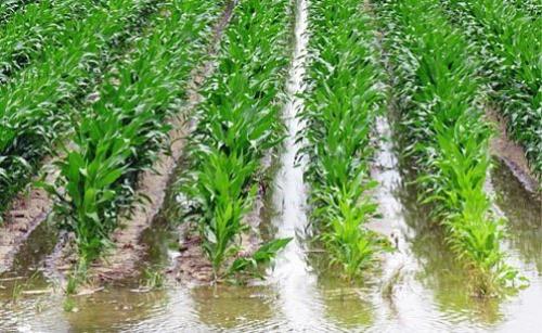 Система полива на даче своими руками. Поверхностная или самотечная система полива