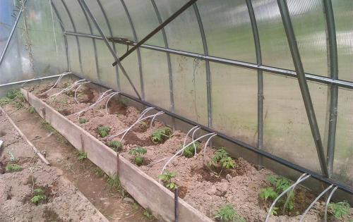 Капельный полив в теплице из полипропиленовых труб. Что входит в капельную систему