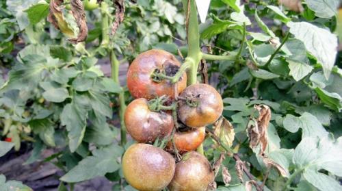 Борьба с фитофторой томатов в открытом грунте. Народные средства от фитофторы на помидорах