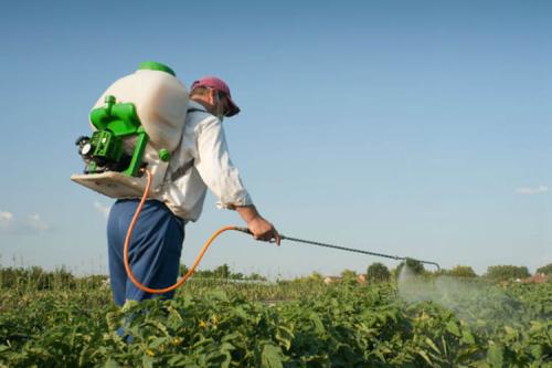 Химия от фитофторы. Лучшие препараты от фитофторы для разных плодовых культур