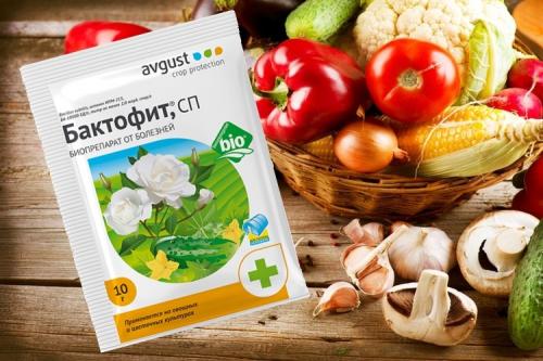 Химия от фитофторы. Лучшие препараты от фитофторы для разных плодовых культур