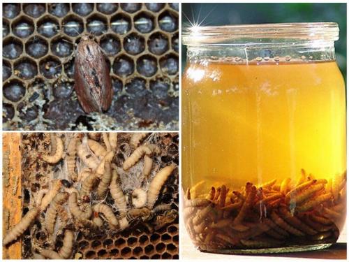 Какие свойства имеет настойка восковой моли