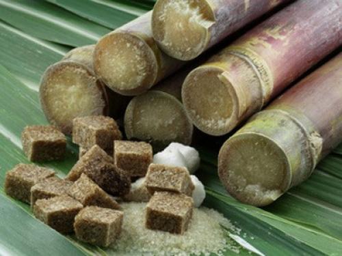 Сахар из сахарной свеклы. Из чего делают сахар?