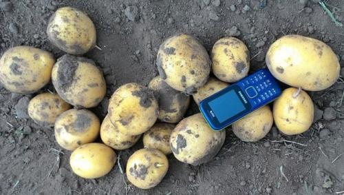 Картофель Гала вкусовые качества. Описание и особенности сорта