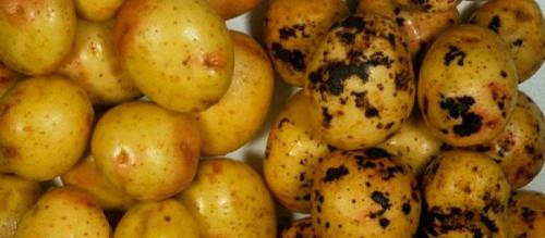 Gala kartoshka. Картофель Гала: характеристика и сравнение сорта с другими в таблицах, отзывы