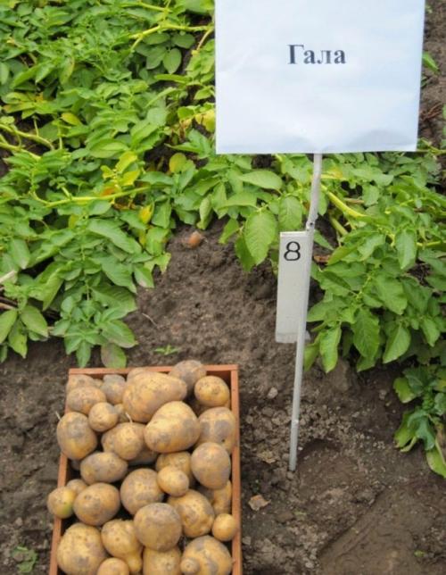 Картофель Гала вкусовые качества. Описание и особенности сорта