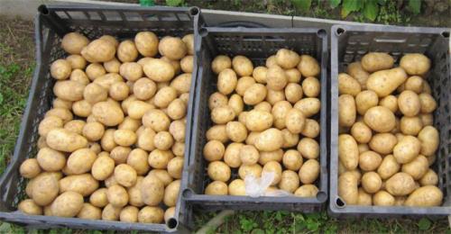 Картофель Гала вкусовые качества. Описание и особенности сорта