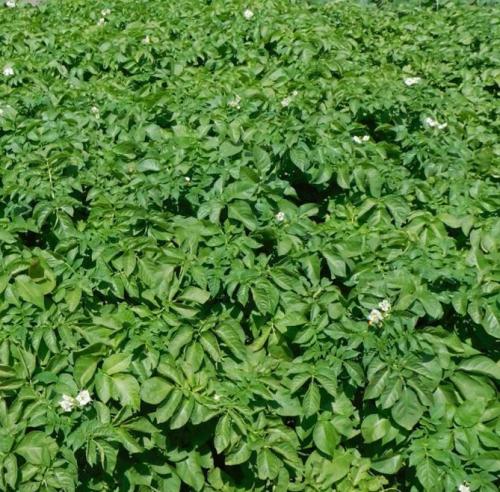 Картофель Гала вкусовые качества. Описание и особенности сорта