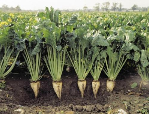 Выращивание свеклы для производства сахара. Сахарная свекла и ее полезные свойства 04