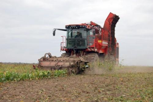 Выращивание свеклы для производства сахара. Сахарная свекла и ее полезные свойства 05