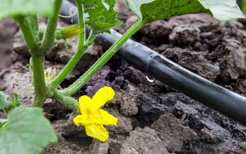 Как сделать полив на участке. Полив участка: проектирование, сборка и монтаж системы автоматического полива (130 фото)