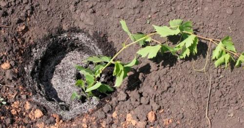 Какие работы проводятся на винограднике весной