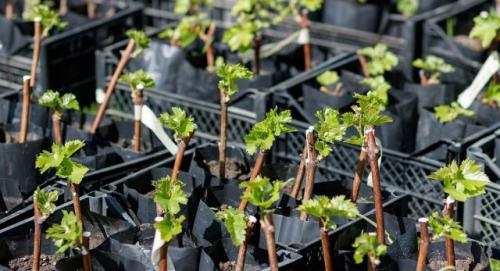 Какие работы проводятся на винограднике весной