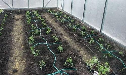 Автоматический полив огорода на даче своими руками. Принцип работы и разновидности