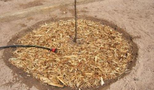 Как я готовлю свои груши к зимовке и собираю отличные урожаи. Выбор места 14