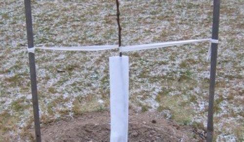 Как я готовлю свои груши к зимовке и собираю отличные урожаи. Выбор места 13