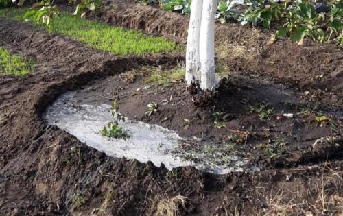 Как я готовлю свои груши к зимовке и собираю отличные урожаи. Выбор места 20