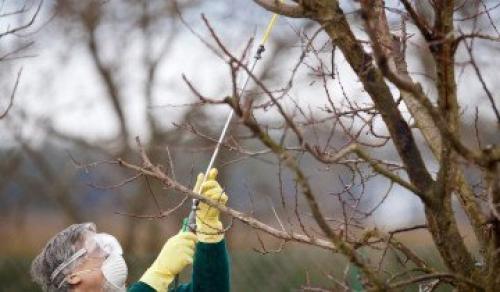 Как я готовлю свои груши к зимовке и собираю отличные урожаи. Выбор места 08