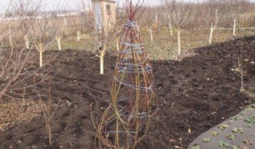 Как я готовлю свои груши к зимовке и собираю отличные урожаи. Выбор места 12