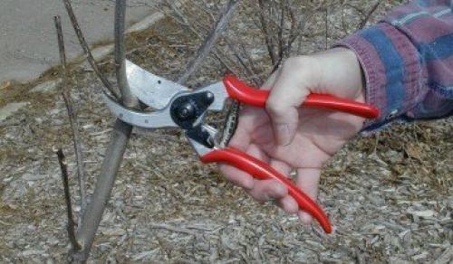 Как я готовлю свои груши к зимовке и собираю отличные урожаи. Выбор места 04