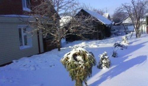 Как я готовлю свои груши к зимовке и собираю отличные урожаи. Выбор места 11