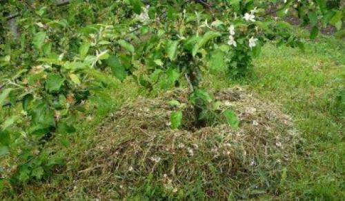 Как я готовлю свои груши к зимовке и собираю отличные урожаи. Выбор места 06